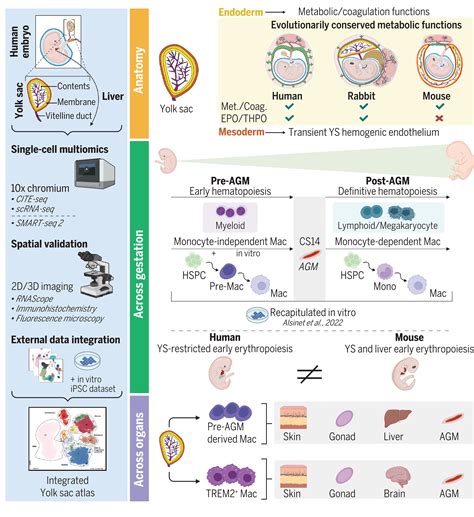Yolk sac cell atlas reveals multiorgan functions during human .